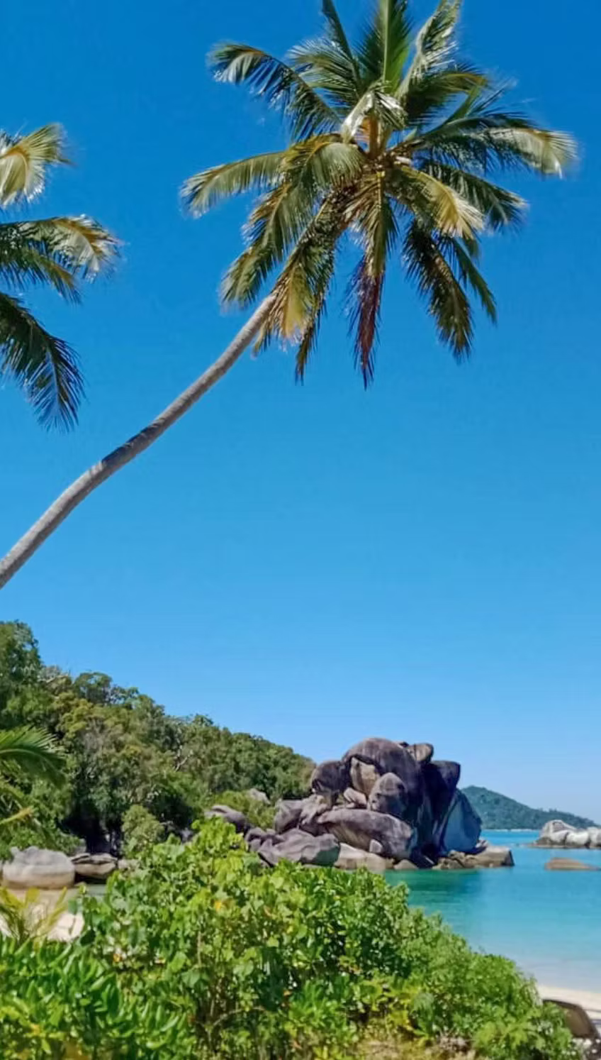 Beach and palm trees