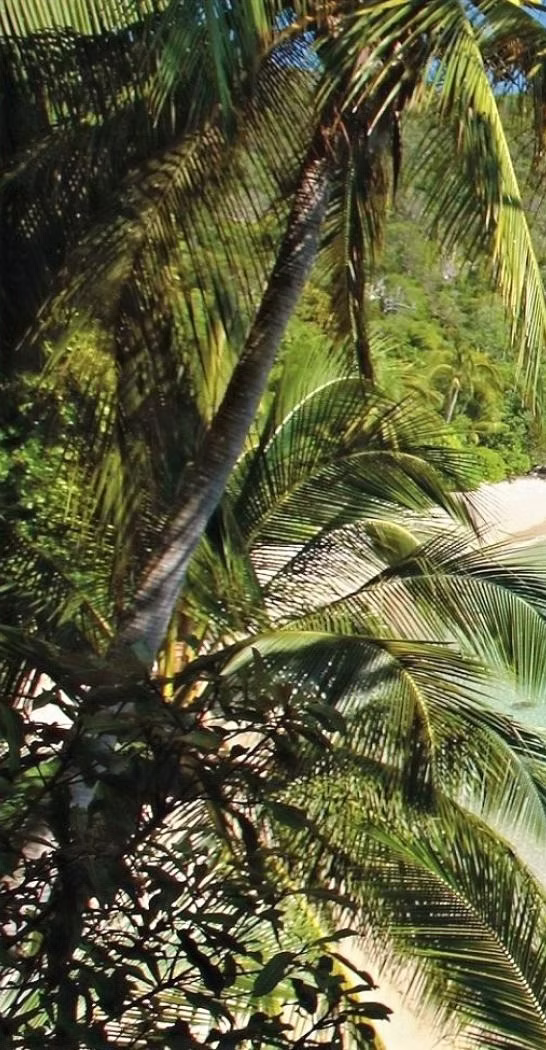 Closeup of palm
